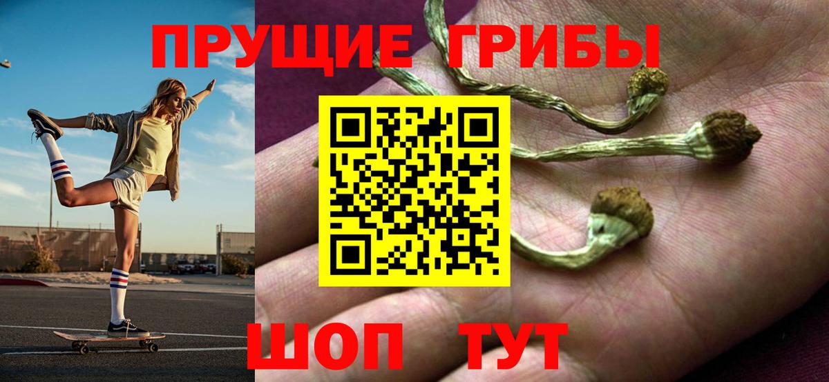 Галлюциногенные грибы Psilocybe Минусинск
